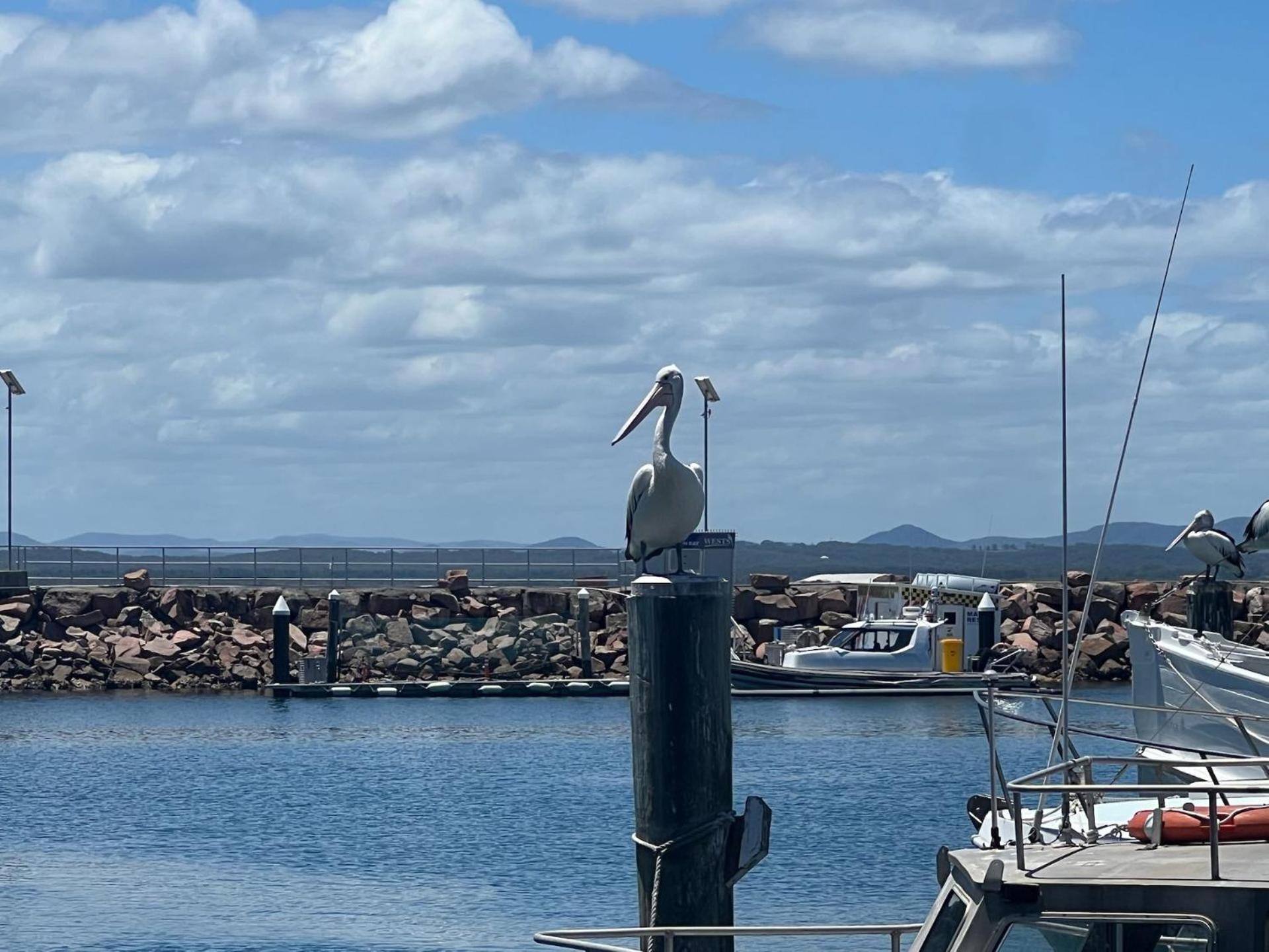 Foreshore Paradise Nelson Bay Εξωτερικό φωτογραφία